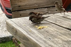 iPhone 13 f/1.6 1/368sec ISO-50 5.1mm