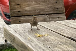 iPhone 13 f/1.6 1/375sec ISO-50 5.1mm