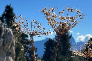 iPhone 13 f/1.6 1/6494sec ISO-50 5.1mm