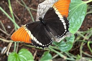 iPhone 13 f/1.6 1/60sec ISO-200 5.0999999046326mm Horizontal (normal)