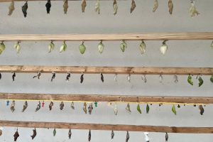 iPhone 13 f/1.6 1/121sec ISO-80 5.0999999046326mm Horizontal (normal)