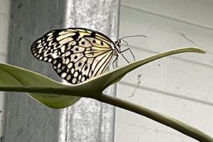 iPhone 13 f/1.6 1/261sec ISO-40 5.0999999046326mm Horizontal (normal)