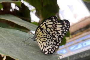 iPhone 13 f/1.6 1/121sec ISO-40 5.0999999046326mm Horizontal (normal)