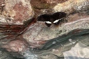 iPhone 13 f/1.6 1/122sec ISO-64 5.0999999046326mm Horizontal (normal)