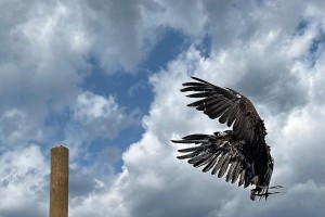 Faaker See und Friesach