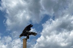 iPhone 13 f/1.6 1/5556sec ISO-50 5.0999999046326mm Horizontal (normal)