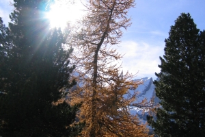 Canon PowerShot A95 f/5 1/500sec 7.8125mm Horizontal (normal)