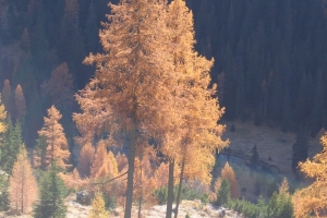 Canon PowerShot A95 f/4.9 1/125sec 23.40625mm Horizontal (normal)