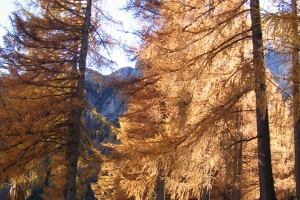 Canon PowerShot A95 f/5 1/80sec 7.8125mm Horizontal (normal)