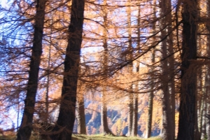 Canon PowerShot A95 f/4.9 1/60sec 23.40625mm Horizontal (normal)