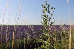 Canon EOS 90D f/5.6 1/800sec ISO-100 18mm Horizontal (normal)