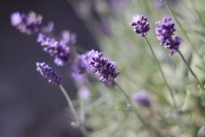 Canon EOS 90D f/2.2 1/800sec ISO-100 50mm Horizontal (normal)