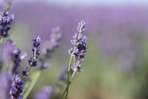 Canon EOS 90D f/2.2 1/1250sec ISO-100 50mm Horizontal (normal)