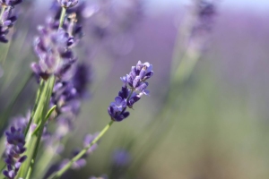 Canon EOS 90D f/2.2 1/1000sec ISO-100 50mm Horizontal (normal)