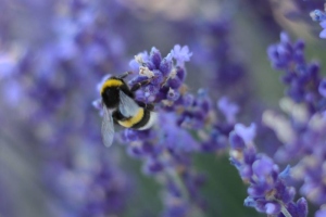 Canon EOS 90D f/2.2 1/320sec ISO-100 50mm Horizontal (normal)