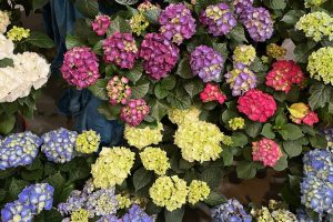 iPhone 13 f/1.6 1/50sec ISO-320 5.1mm