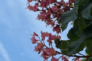 iPhone 13 f/1.6 1/4149sec ISO-50 5.1mm