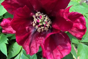 iPhone 13 f/1.6 1/166sec ISO-40 5.1mm