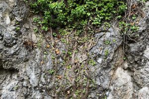 iPhone 13 f/1.6 1/78sec ISO-125 5.1mm