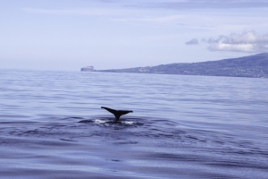 OLYMPUS DIGITAL CAMERA E-M10 OLYMPUS DIGITAL CAMERA f/11 1/640sec ISO-200 42mm