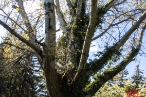 nick Canon EOS 90D f/22 1/60sec ISO-640 17mm