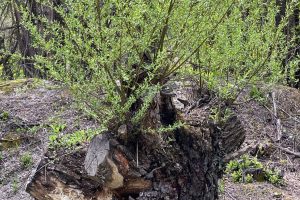 iPhone 13 f/1.6 1/454sec ISO-50 5.1mm