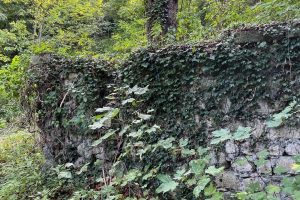 iPhone 13 f/1.6 1/111sec ISO-125 5.1mm