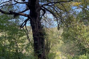 iPhone 13 f/1.6 1/240sec ISO-40 5.1mm