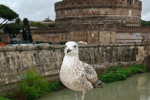 iPhone 13 f/1.6 1/1890sec ISO-50 5.0999999046326mm Horizontal (normal)