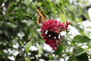 Canon EOS 90D f/5.6 1/160sec ISO-500 85mm Horizontal (normal)