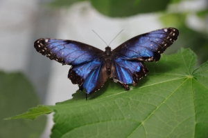 Canon EOS 90D f/5.6 1/125sec ISO-250 80mm Horizontal (normal)