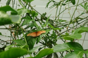 Canon EOS 90D f/5.6 1/160sec ISO-200 85mm Horizontal (normal)