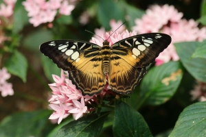 Canon EOS 90D f/5.6 1/200sec ISO-250 85mm Horizontal (normal)