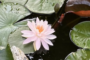 iPhone 13 f/1.6 1/257sec ISO-40 5.1mm