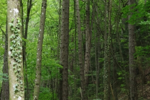 Canon EOS 90D f/5.6 1/100sec ISO-800 50mm Horizontal (normal)