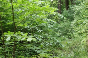 Canon EOS 90D f/5.6 1/80sec ISO-400 50mm Horizontal (normal)