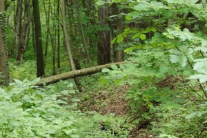 Canon EOS 90D f/5.6 1/80sec ISO-800 50mm Horizontal (normal)