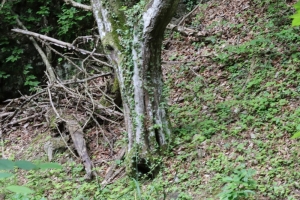 Canon EOS 90D f/5.6 1/80sec ISO-250 50mm Horizontal (normal)