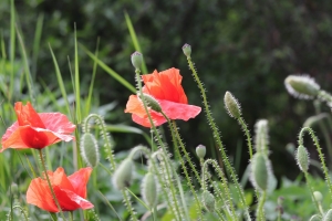 Canon EOS 90D f/5.6 1/125sec ISO-100 50mm Horizontal (normal)