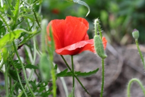 Canon EOS 90D f/5.6 1/125sec ISO-100 50mm Horizontal (normal)