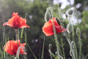 Canon EOS 90D f/5.6 1/320sec ISO-100 50mm Horizontal (normal)