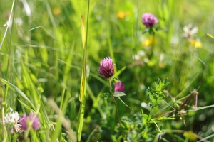 Canon EOS 90D f/2.2 1/1250sec ISO-100 50mm Horizontal (normal)