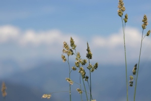 Canon EOS 90D f/2.2 1/5000sec ISO-100 50mm Horizontal (normal)